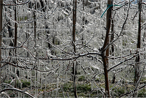 Photograph of streaks of ice hanging from branches of trees.