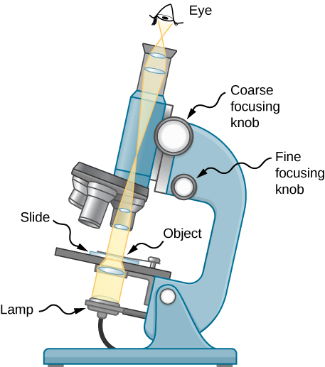Figure is of a compound microscope simplified to show one single convex lens for the eyepiece and one single convex lens for the objective lens.