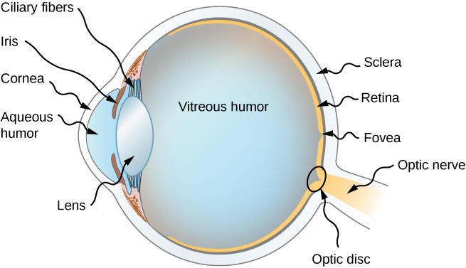 Figure shows the cross section of a human eye. At the very front is the cornea, followed by a bulging part called aqueous humor. At the top and bottom of the aqueous humor, towards the back is the iris. Between this and the vitreous humor are Ciliary fibers and the lens. The vitreous humor forms the bulk of the eye, which is roughly round in shape. At the back, the outermost layer is labeled sclera followed by retina. There is a small pit in the retina labeled fovea. The eye is connected to the optic nerve at the back and at the junction is a small circle labeled optic disc.